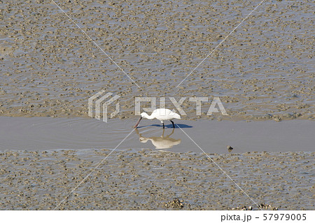 クロツラヘラサギ 干潟 動物 57979005