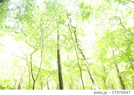 行者の道の木 57979047