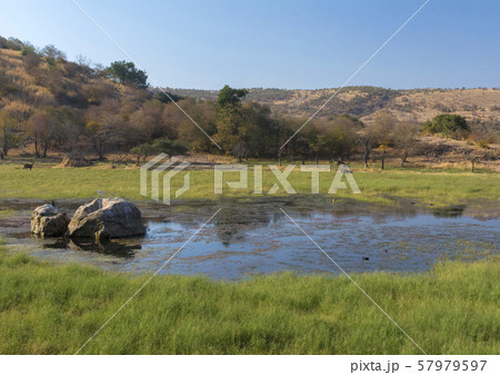 Waterbody, Ranthambhore, Rajasthan, India 57979597