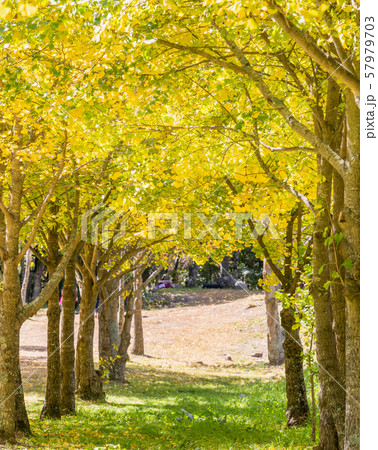 イチョウ科 公孫樹 鴨脚樹 57979703