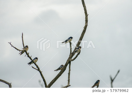シロハラアマツバメ シロハラアマツバメ 57979962