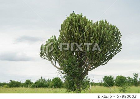 ユーフォルビアインゲンス 57980002