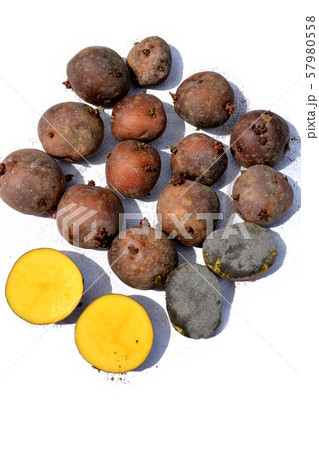 秋植えジャガイモ アンデスレッド 芽出し種芋 カット面に灰汁 初めての畑 野菜イメージ素材 白背景の写真素材