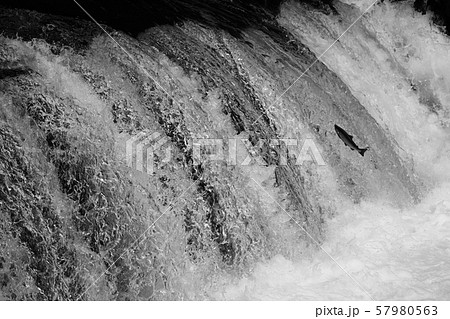 サクラマスの滝越え（北海道清里町のさくらの滝） 57980563