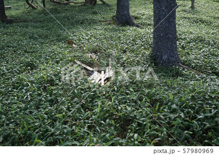 【世界遺産 紀伊山地の霊場と参詣道】大峯奥駈道　第四十三靡　仏生ヶ岳遙拝所　奈良県吉野郡十津川村 57980969