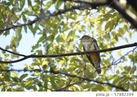 公園のツツドリ 57982399