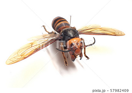 オオスズメバチ Vespa mandarinia japonicaの写真素材 [57982409