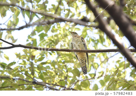 公園のツツドリ 57982483