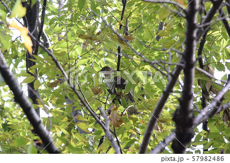 公園のツツドリ 57982486