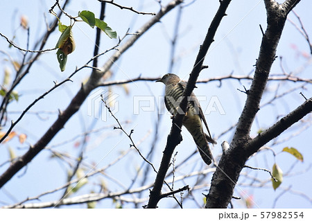 公園のツツドリ 57982554