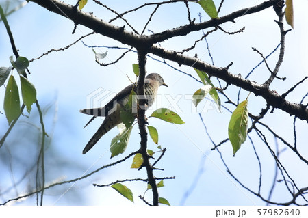 公園のツツドリ 57982640