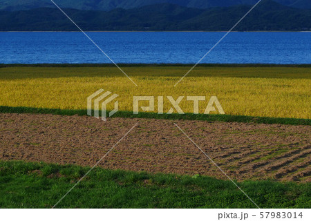 風景自然デザイン写真　秋田田沢湖田園風景　青と黄色と茶と緑 57983014