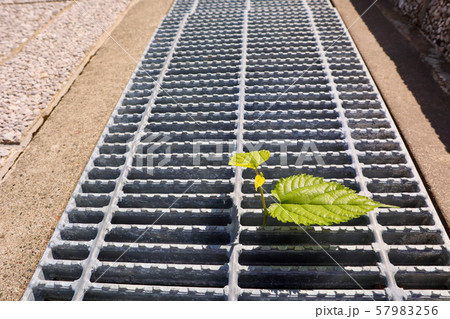 溝蓋からたくましく伸びる草 57983256