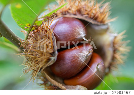 栗 いっぱい詰まった栗 秋の味覚 栗 いっぱい詰まった栗 秋の味覚 57983467