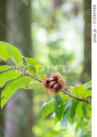 栗　いっぱい詰まった栗　秋の味覚 57983468