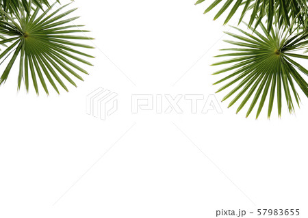 palm green leaf isolated on white background. 57983655