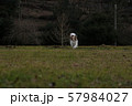 走り回るいぬ 57984027