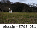 水辺の公園を駆ける愛犬 57984031