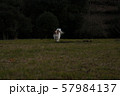 公園を駆ける犬 57984137