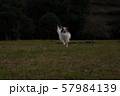 公園を駆ける愛犬 57984139