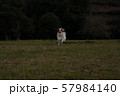 公園を駆けるいぬ 57984140