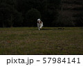 公園を駆けるイヌ 57984141