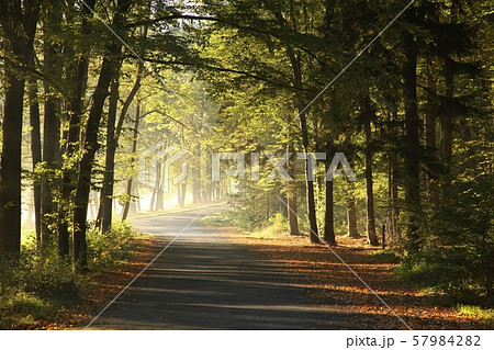 Path among oaks through an autumn forest on a misty sunny morning 57984282