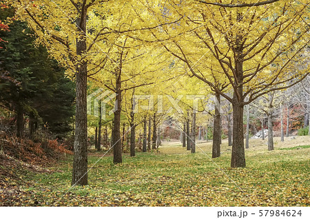 洪川郡 江原道 韓国 57984624