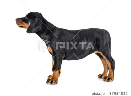 puppy Doberman Pinscher 57984832
