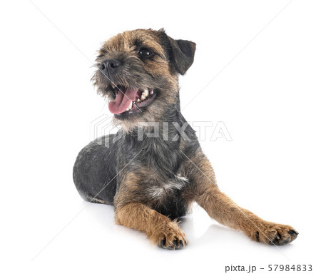 young border terrier 57984833