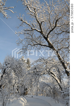 Snow covered trees in park 57985080