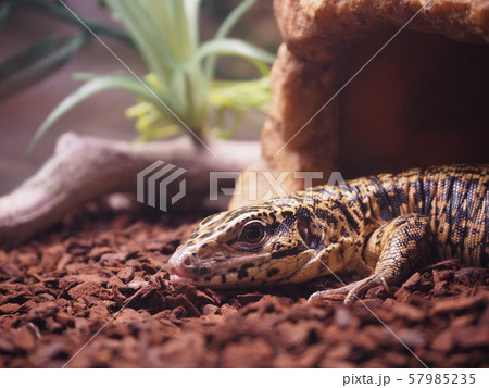 爬虫類 ゴールデンテグー の飼育 大型トカゲ の写真素材