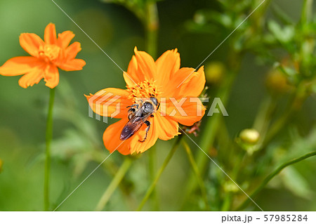 ヒメハラナガツチバチ 57985284