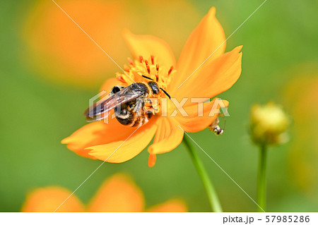 ヒメハラナガツチバチ 57985286