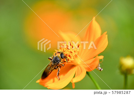 ヒメハラナガツチバチ 57985287
