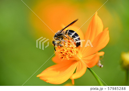ヒメハラナガツチバチ ヒメハラナガツチバチ 57985288