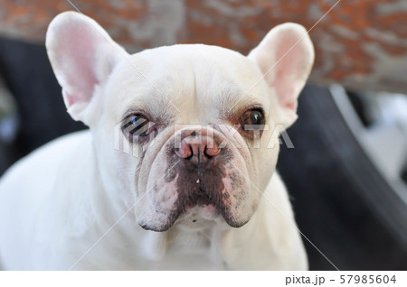 french bulldog or squint-eyed french bulldog, - Stock Photo