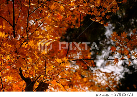 赤い美しい 紅葉の葉 日本の秋 もみじ 楓 Japanese Autumn leaves 会津 57985773