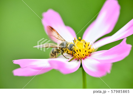 ヒメハラナガツチバチ 57985865