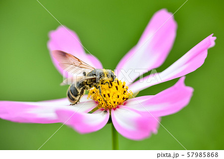 ヒメハラナガツチバチ 57985868