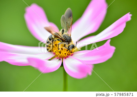 ヒメハラナガツチバチ 57985871