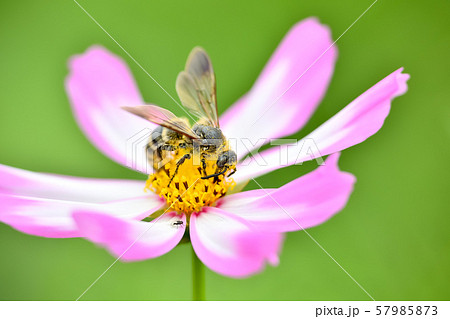 ヒメハラナガツチバチ 57985873