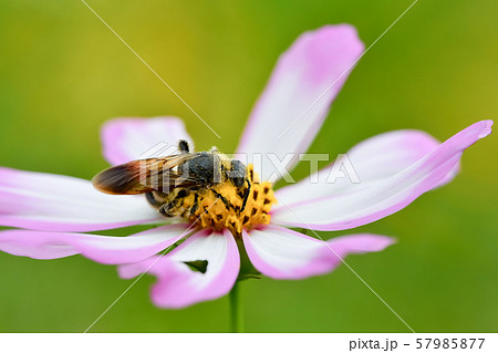 ヒメハラナガツチバチ 57985877
