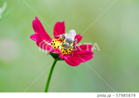 ヒメハラナガツチバチ 57985879