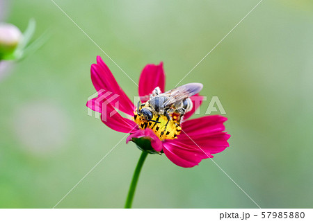 ヒメハラナガツチバチ 57985880