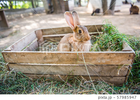 Big rabbit is standing in the wooden box with hay. Big rabbit is standing in the wooden box with hay. 57985947