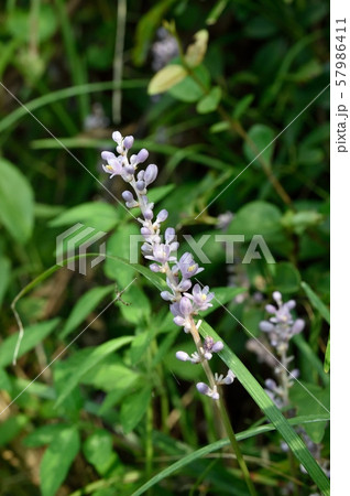 ヤブランの花の写真素材