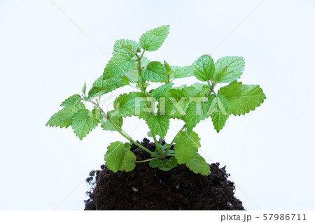 レモンバーム レモンバーム 57986711