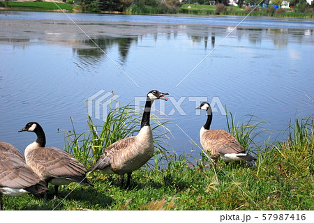 湖と鳥 57987416
