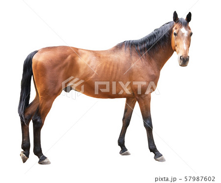 beautiful horse, racehorse, english racehorse beautiful horse, racehorse, english racehorse 57987602
